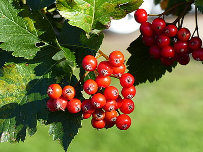 baies de Rowan, Berry, rouge, brindille, feuille, arbre, automne