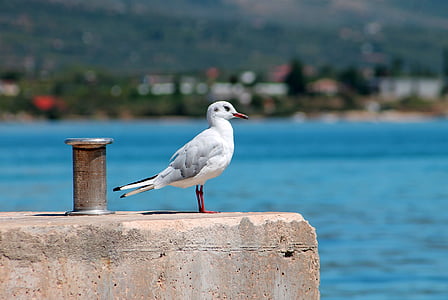 port, seagull, winged, sea, beach, mood, calm