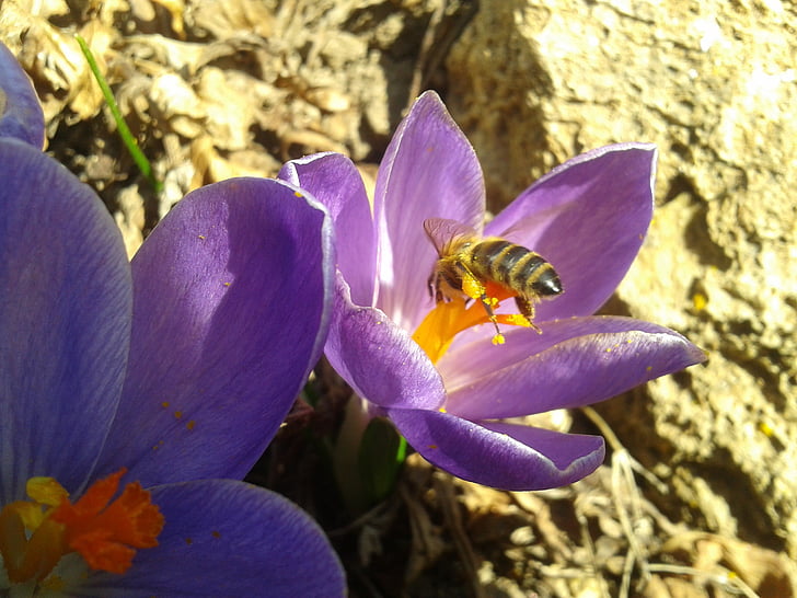꿀벌, 꽃, 수 분, 자연, 보라색, 공장, 크 로커 스