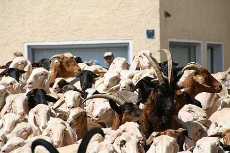 Lamm-Auftrieb, Schafe, Ziege, Ovis, Capra, Angriff, Hörner