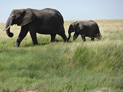 słonie, Rodzina, dziecko, trawa, zwierzęta