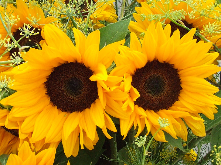 bunga matahari, bunga musim panas, bunga, kuning, cerah