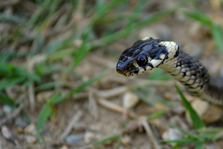 slange, Reptile, svart