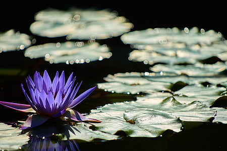 water lily, waterside, aquatic plant, plant, shadow, light, flower