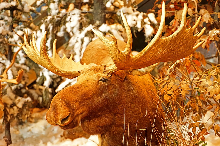 deer, antlers, natural, animal, specimen, exhibition, nature