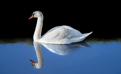 Swan, vann, svømming, blå, svart, hvit, fuglen