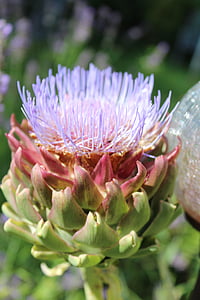 Artischocke, Blüte, Bloom, in der Nähe, die Familie der asteraceae, violett, Artischocke-Anlage