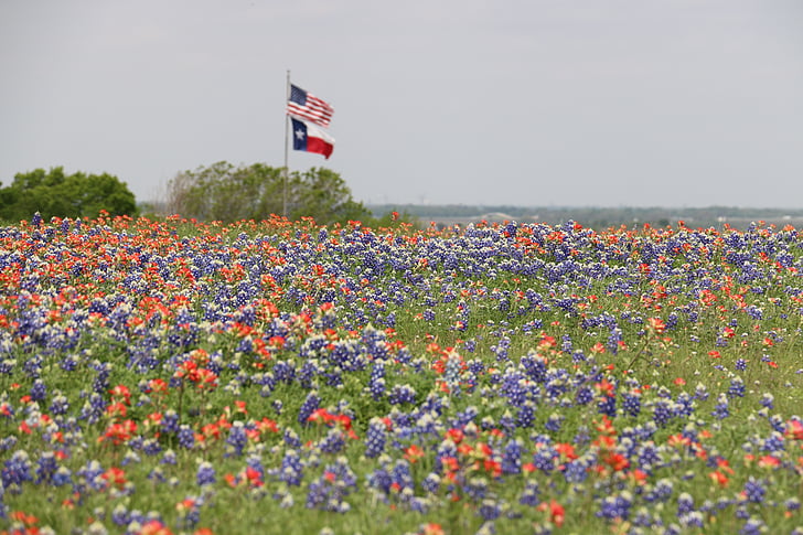 banderes, Bandera de Texas, ens bandera, bandera americana, camp de flors, flors silvestres, primavera