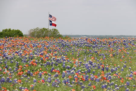 banderes, Bandera de Texas, ens bandera, bandera americana, camp de flors, flors silvestres, primavera