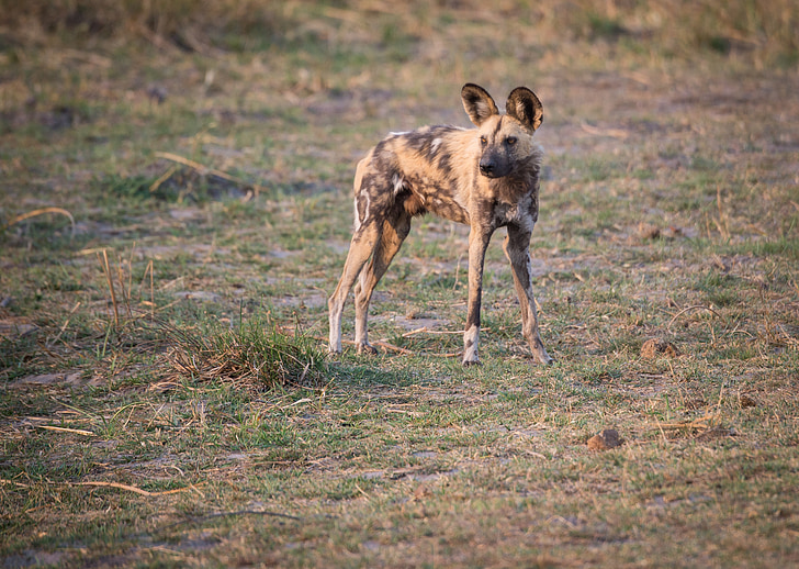 animal, chien, chien sauvage, Lycaon, chien sauvage du Cap, Botswana, mammifère