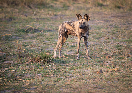 animal, gos, gos salvatge, gos pintat, gos salvatge de ciutat cap, Botswana, mamífer