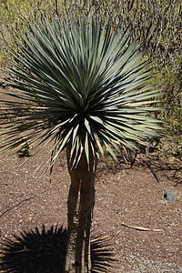 Dracaena MARGINATA, mini, Tenerife, rastlín, strom, tieň, South