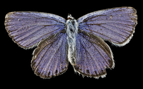 mariposa, macro, montado, azul de Karner, en peligro de extinción, flora y fauna, naturaleza