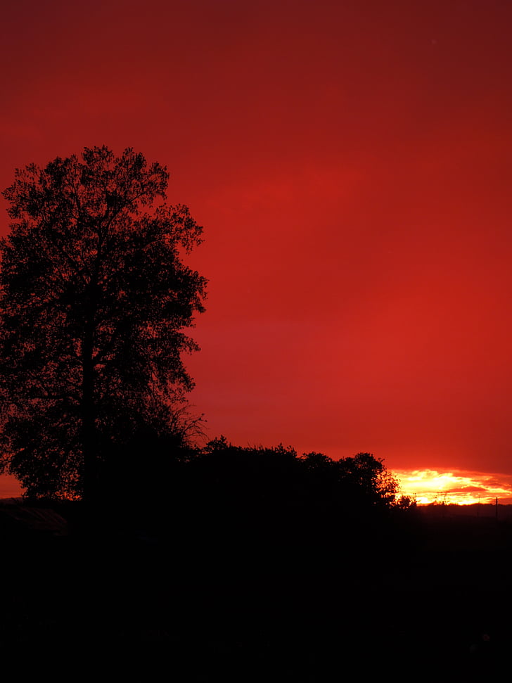 Захід сонця, дерево, вертикально, Природа, помаранчевий колір, небо, Сутінки