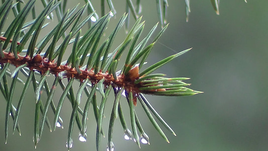 Pine, gren, nål droppe av friskhet, grön