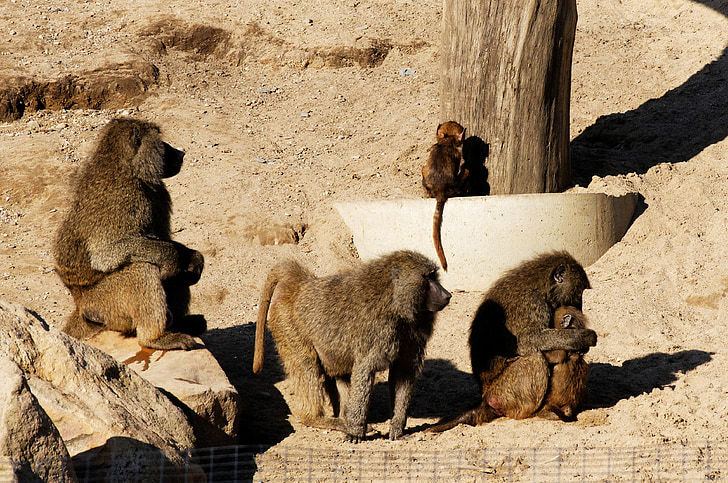 babouin, les jeunes animaux, famille, sable, Rock, enceinte, animal