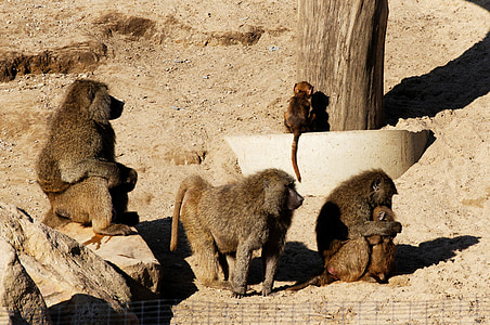 babuíno, animais jovens, família, areia, rocha, gabinete, animal