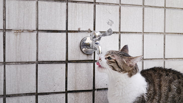 cat mia, drink water, pet