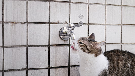 chat mia, boire de l’eau, animal de compagnie