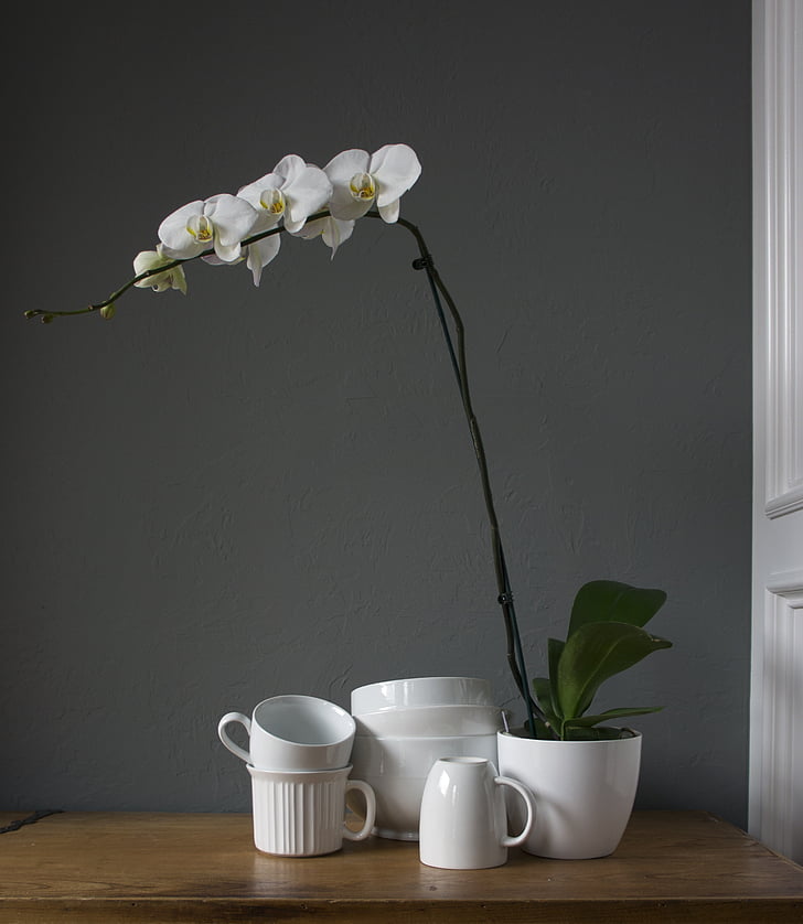 orchidėjos, puodeliai, balta