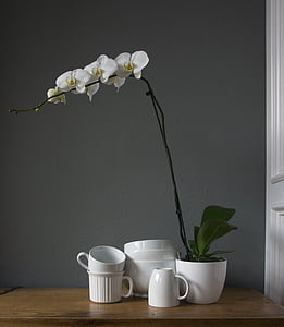 orquídeas, copos, Branco