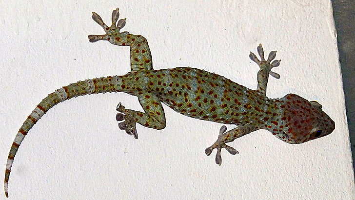 Gecko, Tokay gecko, gouni, sürüngen, hayvan, kertenkele, yaban hayatı