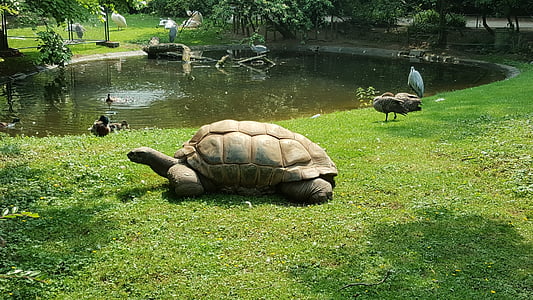 schildpad, dieren, dierentuin, Reuzenschildpadden, water schildpad