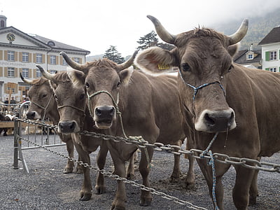 коровы, крупный рогатый скот шоу, Альпийский, Премия, Гларус, кантоне Гларус, Швейцария