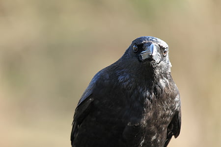 raven, crow, bird, black, raven bird, bill, grim