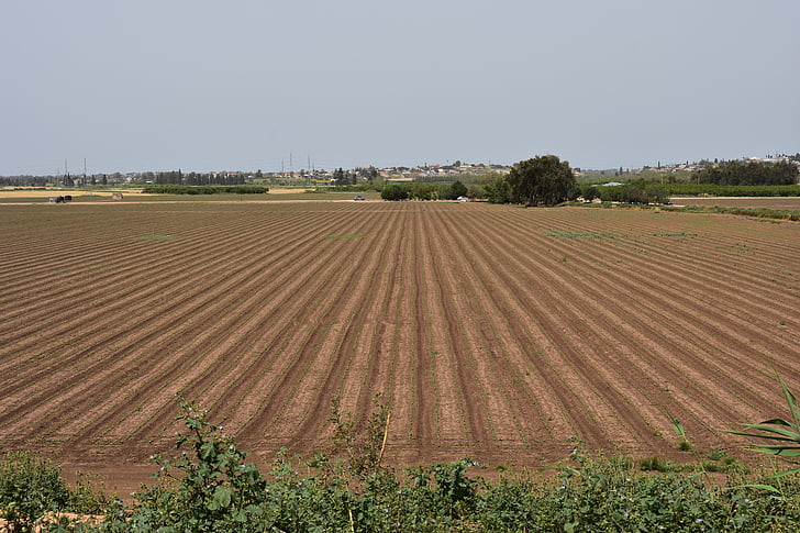 field, plant, nature, summer, green, grass, outdoors