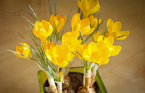 crocus, yellow, flowers, tender, yellow flower, spring flower, plant