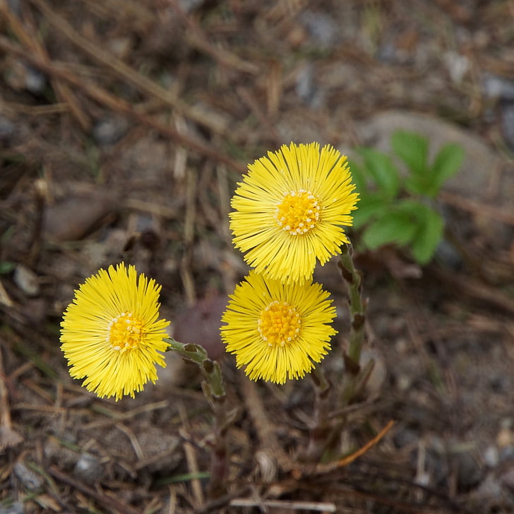 leskenlehti, Tussilago farfara, keltainen kukka, keväällä kasvi