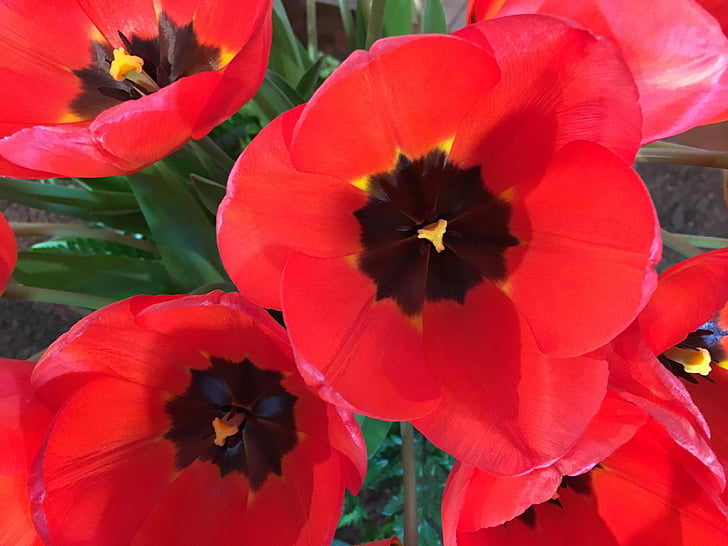 červená, tulipány, Tulip Mesto, Washington, USA, jar, kvet