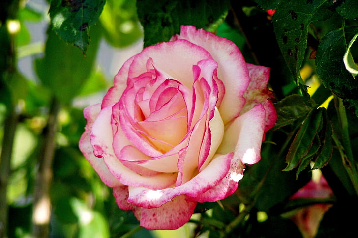 Rosa, virág, Pink rose, szirmok, dísznövények, rózsaszín virág, természet