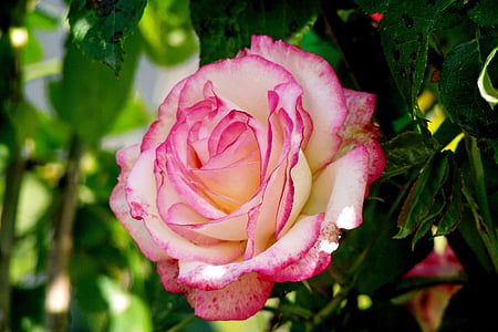 Rosa, fleur, rose rose, pétales, plante ornementale, fleur rose, nature