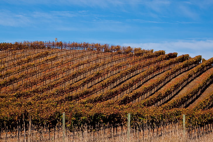 wijngaard in sonoma, wijngaard, Sonoma, Californië