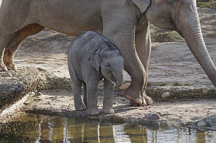 Słoń, dziecko, ogród zoologiczny
