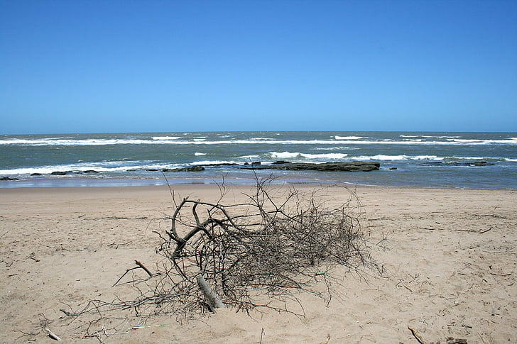해변에 죽은 나무, 바다, 바다, 비치, 모래, 브러시, 분기