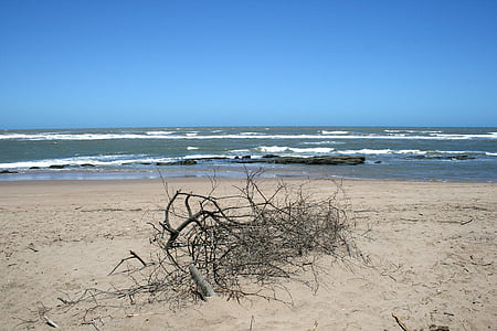 海滩上的朽木, 海, 海洋, 海滩, 沙子, 笔刷, 分支机构