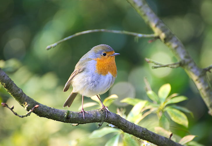 Robin, vogel, Tuin, Erithacus rubecula, sluiten, kleine vogel, kleine