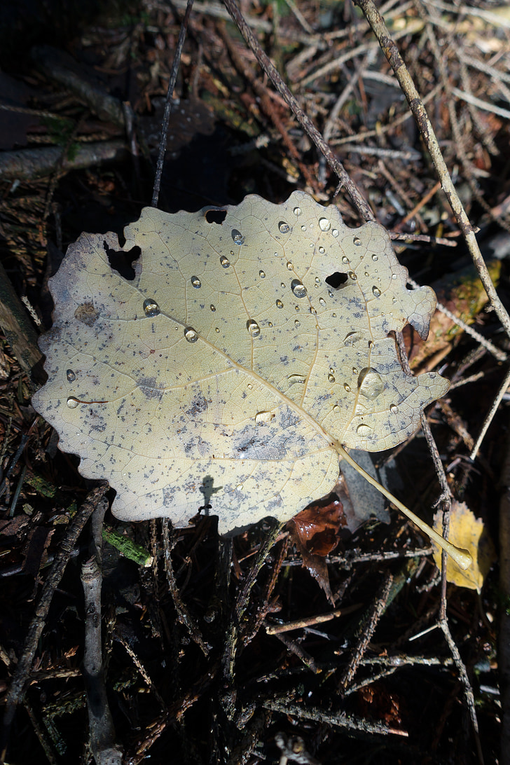 leaf, alder, drop of water, yellow, hell, autumn, forest floor