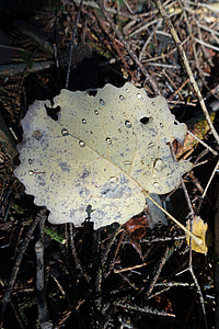 Leaf, Alksnis, ūdens piliens, dzeltena, elle, rudens, meža biezoknī