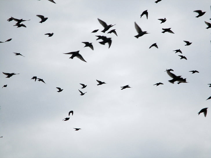 uccelli migratori, stormo di uccelli, stare, volo di stella, ala, uscita, animali