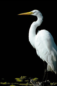 great egret, waterfowl, bird, large, heron, wetlands, all white