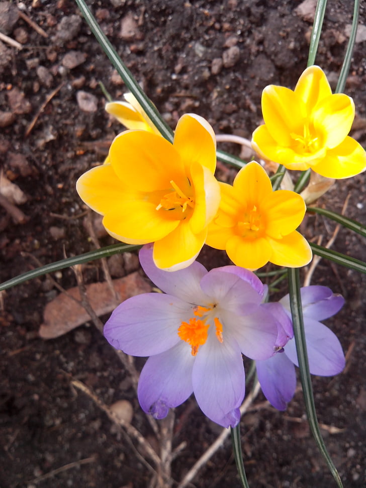 Crocus, primavara, violet, floare, floare, flori de primăvară, închide