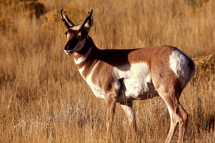 pronghorn, buck, wildlife, looking, nature, wild, outdoors