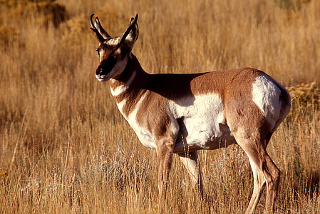 Američke antilope, mužjak, biljni i životinjski svijet, u potrazi, priroda, divlje, na otvorenom
