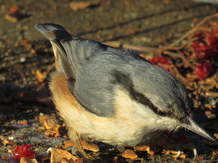 bird, nuthatch, nature, animal themes, one animal, no people, animals in the wild