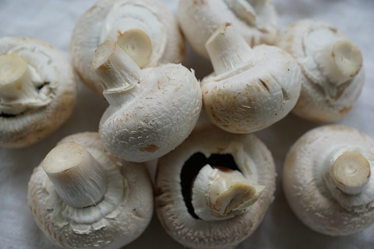 cogumelos, cogumelo branco, comer, saudável, Branco, Frisch, comida