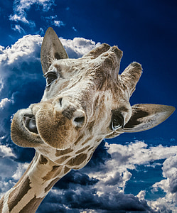 žirafa, juokingas, debesys, dangus, laukinių, gyvūnų, galva